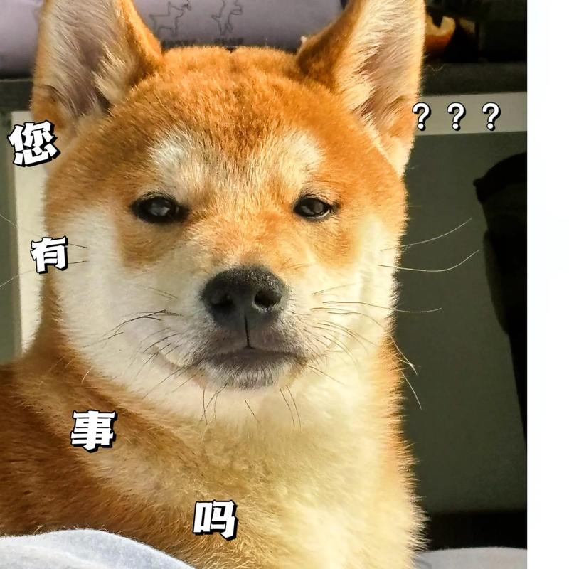 我就静静的看着你##柴犬宝宝#狗狗的心思都写在脸上了#柴-抖音