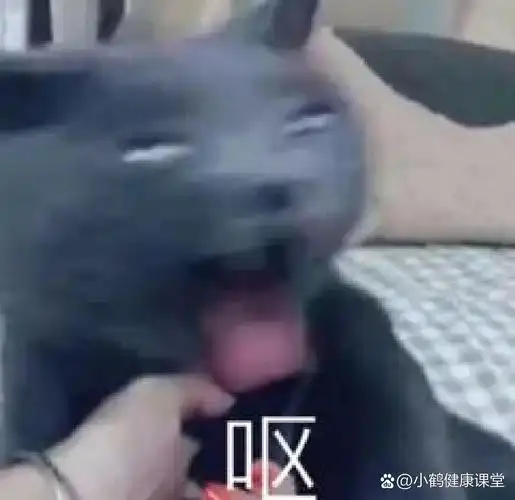 小猫咪呕吐表情包