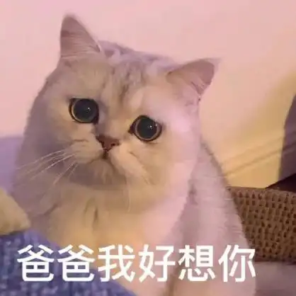 爸宝大嘴猫表情包