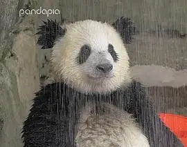 这个淋雨的熊猫有原图吗