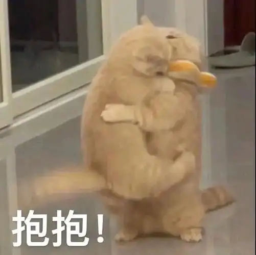 抱抱猫咪亲亲表情包抱抱亲亲猫咪表情