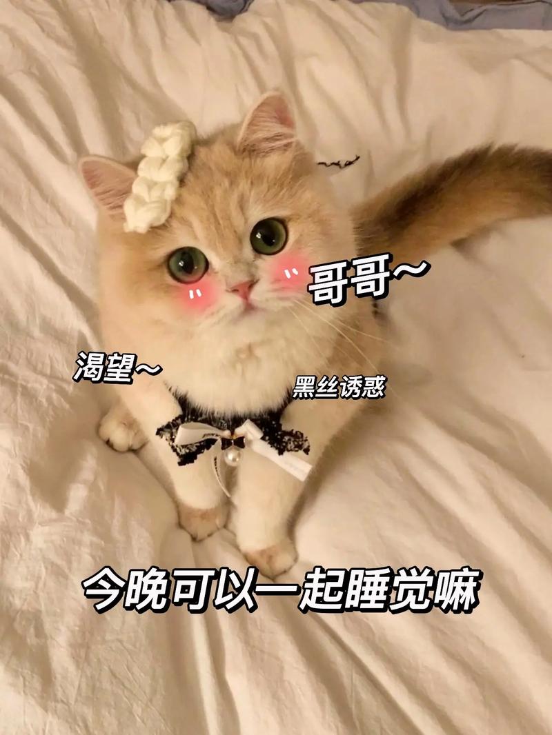 撩男友的可爱猫咪表情包