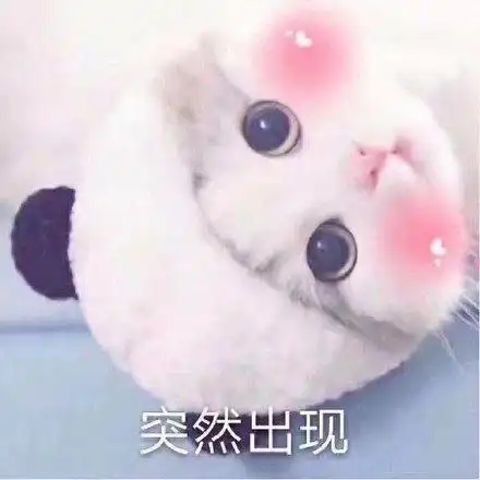 突然出现(猫咪)_猫咪_突然_出现表情