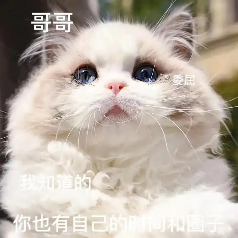 快点回消息!#艾特你想艾特的人#猫咪表情包#神图壁纸-抖音