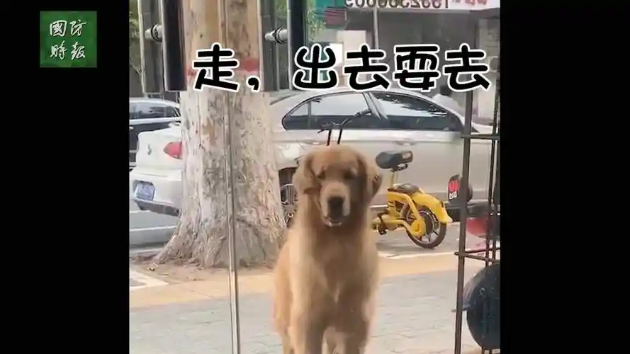 军犬