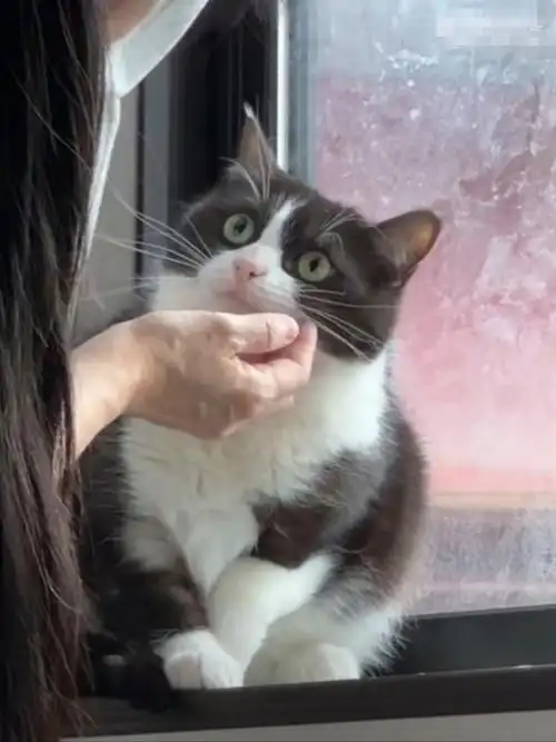 第一次在猫脸上看到这么多表情,这个咪咪身体里住了个人吧[笑哭]
