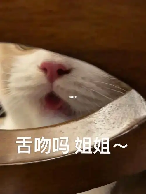 猫猫表情包#我家宠物好可爱#猫咪表情包#表情包#可爱表情包
