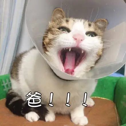 猫喊爸的表情包全套无水印