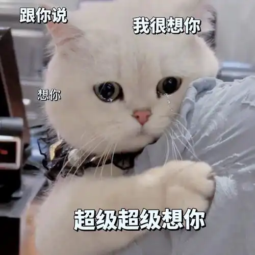 超级可爱的猫咪文字表情包-知乎