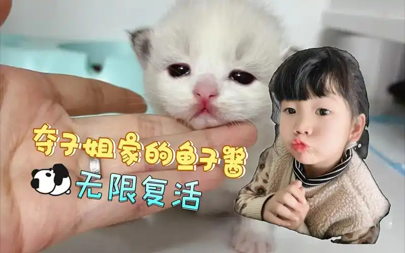 夺子姐家的猫咪