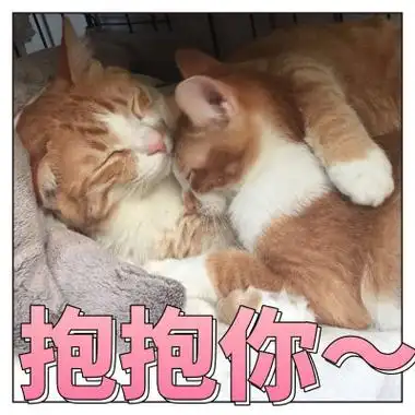 表情包哟～猫抱抱你