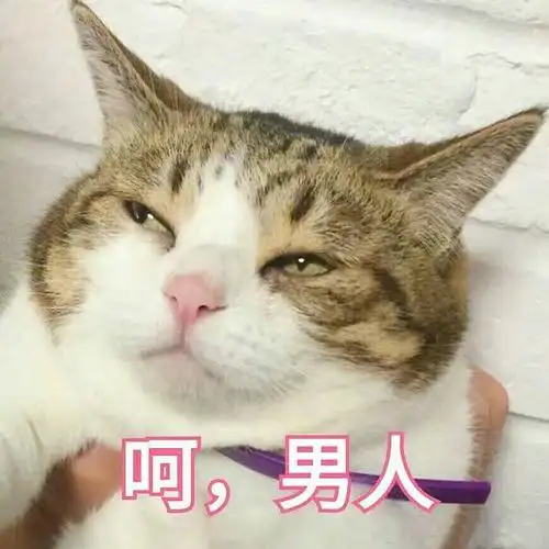 呵男人猫表情包