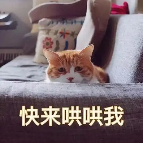 萌宠猫星人快来哄哄我委屈难受搞怪逗gif动图_动态图_表情包下载_soo