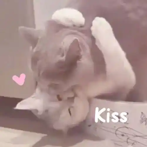 强行kiss猫咪猫咪kiss强行表情