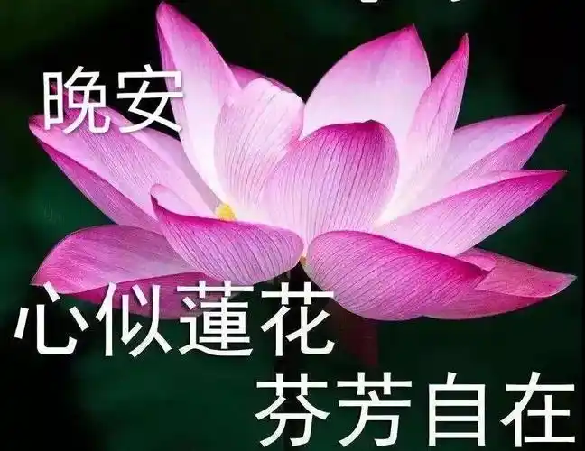 睡前群发晚安问候动态表情包晚安问候语温馨图片带字