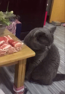 蓝猫闻了一下肉肉,主人一声