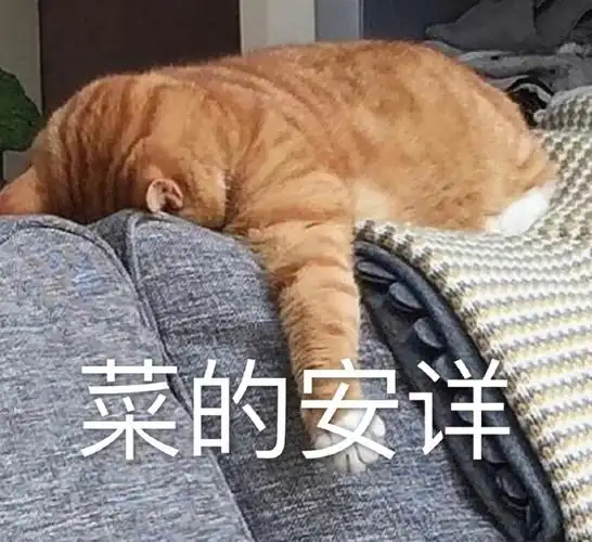 萌宠猫星人菜的安详我服了搞怪逗gif动图_动态图_表情包下载_soogif