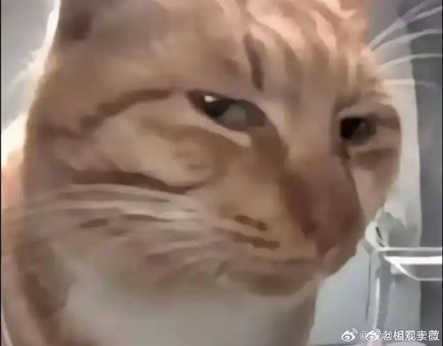 喜欢斜眼看人的猫,记住了,基本上不会是啥好猫93