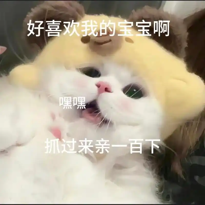 好喜欢我的宝宝啊#猫咪表情包-抖音