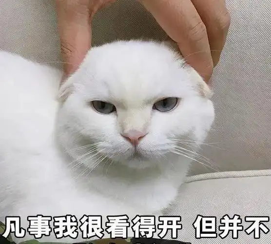 只因它的5个缺点|猫|猫咪|主人_新浪新闻