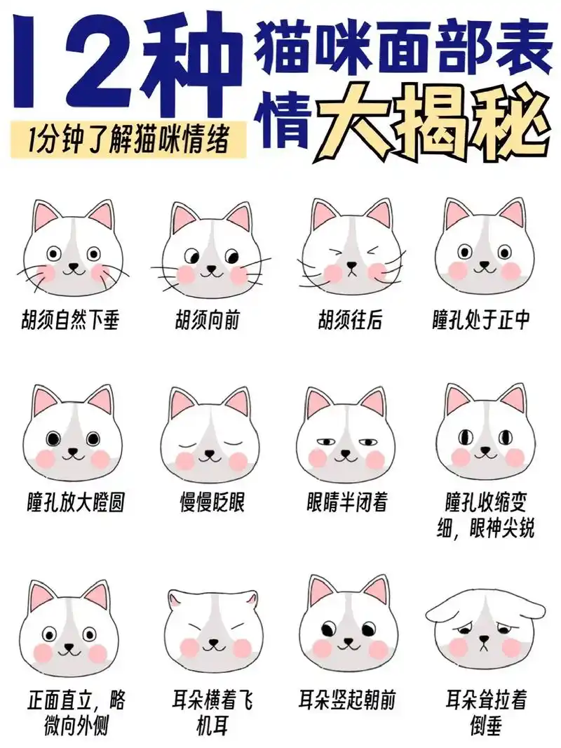 12种猫咪面部表情大揭秘.教你读懂猫咪心|猫咪是无法想铲屎-抖音
