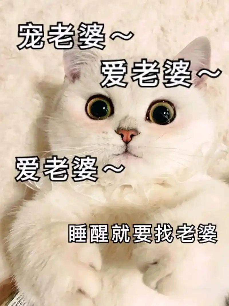 猫咪表情包#艾特你想-抖音