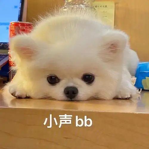 小声bb