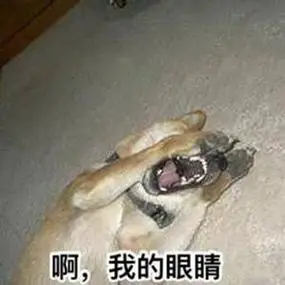 一组柴犬doge微信表情-斗图表情包-斗图神器-adoutu.com