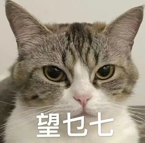 可爱猫猫表情包#表情包