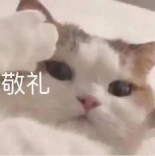 敬礼猫猫表情包67