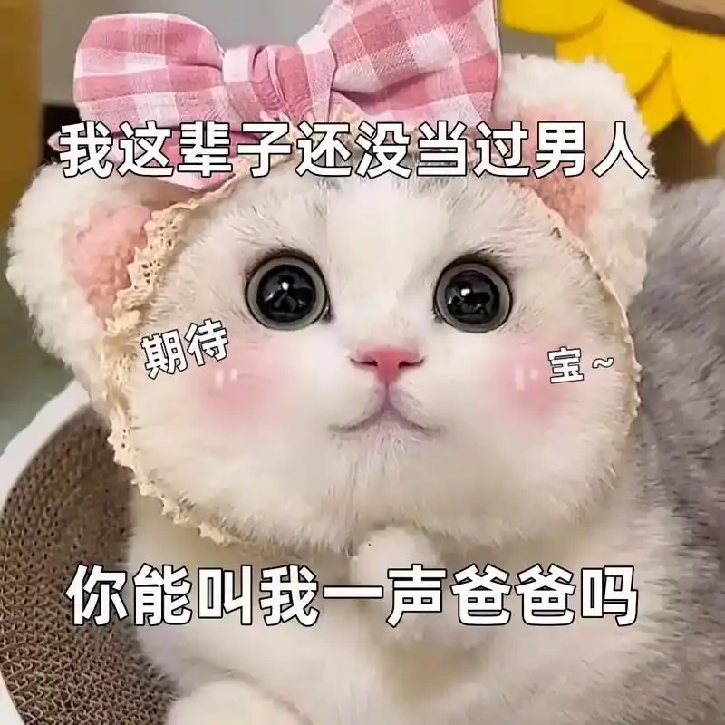 超级可爱又剑剑的猫猫表情包#谁能拒绝傻憨憨的小猫咪#表情包-抖音