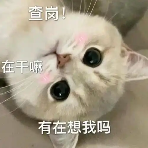 发给对象的甜甜猫咪情侣表情包