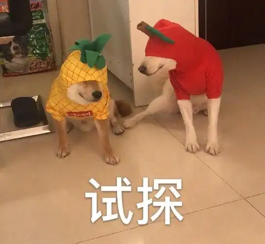 萌宠汪星人试探挑衅呆萌搞怪gif动图_动态图_表情包下载_soogif