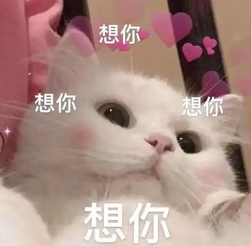 想你想你猫猫表情包系列猫咪表情