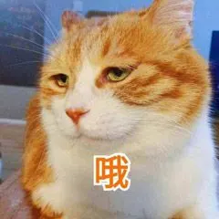 猫喵星人哦冷漠gif动图_动态图_表情包下载_soogif