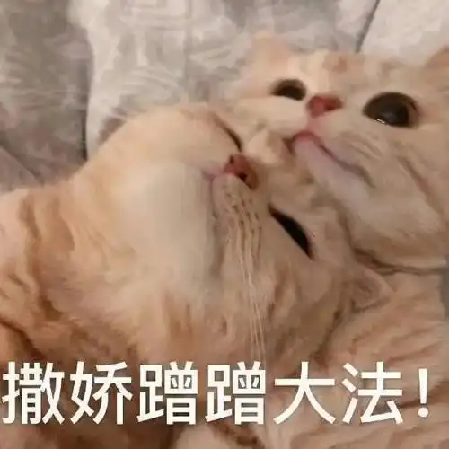 撒娇蹭蹭大法!(猫猫表情包)