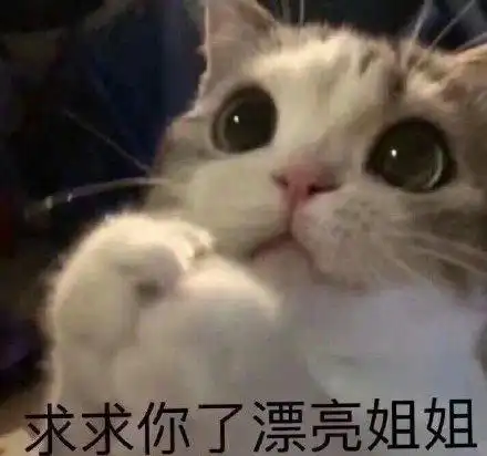 求求你了漂亮姐姐(猫咪表情包)_猫咪_求求_漂亮_姐姐表情