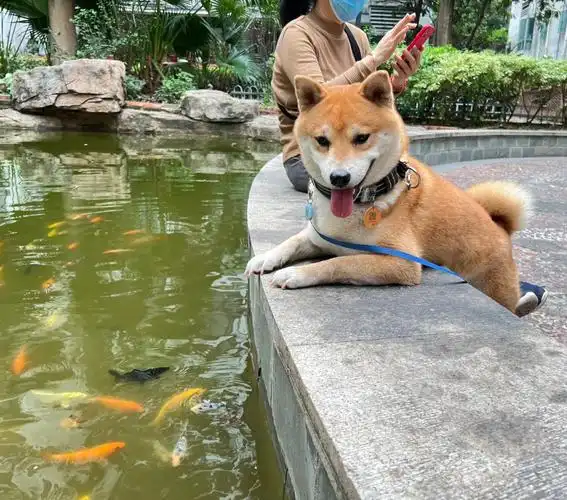 风雨无阻一年四季都要看鱼的小狗#柴犬#鱼塘