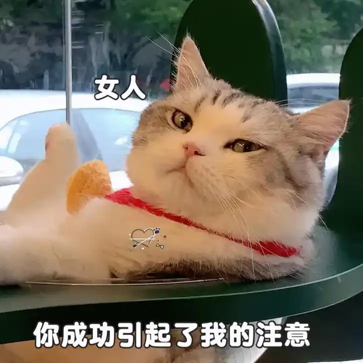 女人,你成功引起了我的注意!#猫咪表情包#表情包-抖音