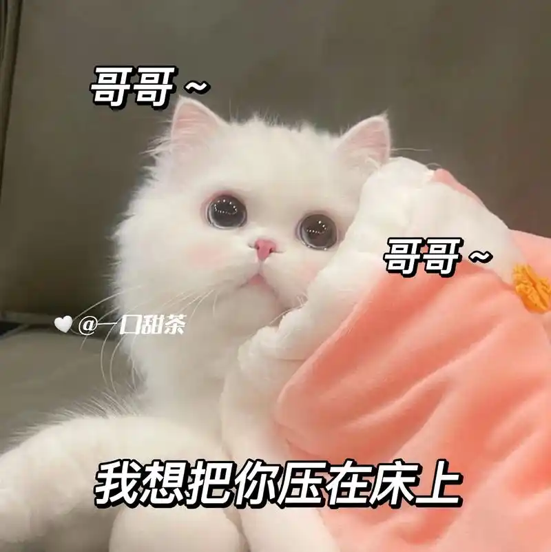 哥哥~我有句话想对你说.#猫咪表情包#套路表情包#情侣表-抖音