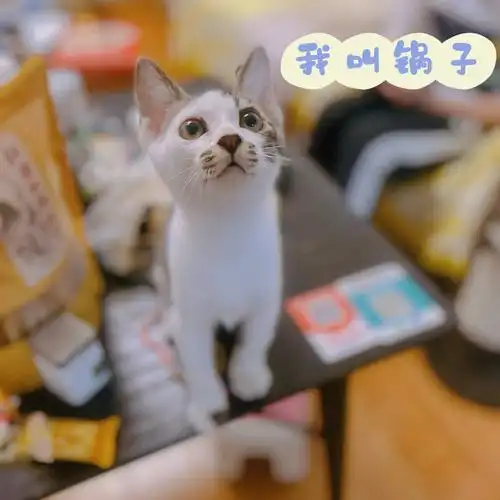 小猫求包养