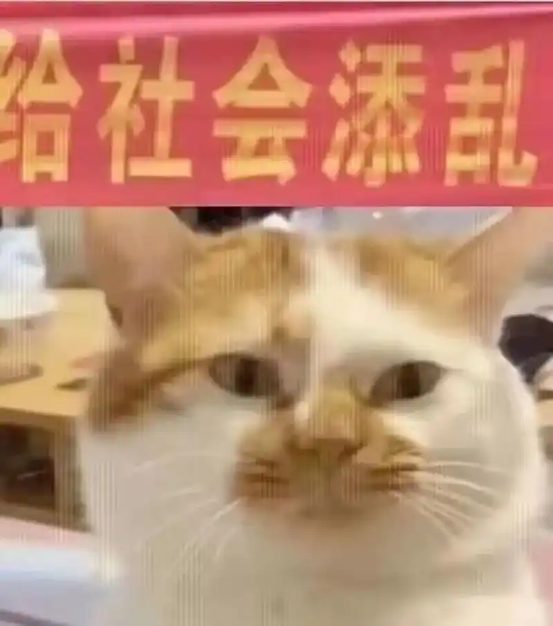 给社会[].#表情包#猫咪表情包#狗狗表情包-抖音