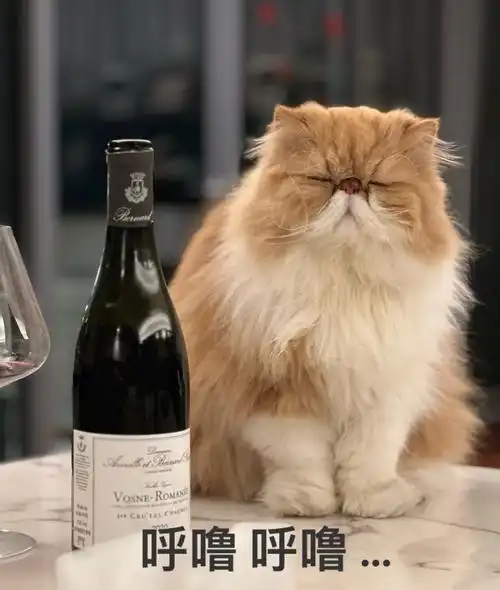 萌猫求包养