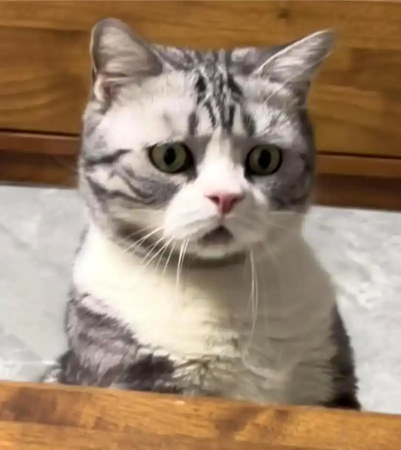 我第一次在猫咪的脸上看到了好奇和困惑的表情!