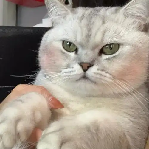 你脸红什么