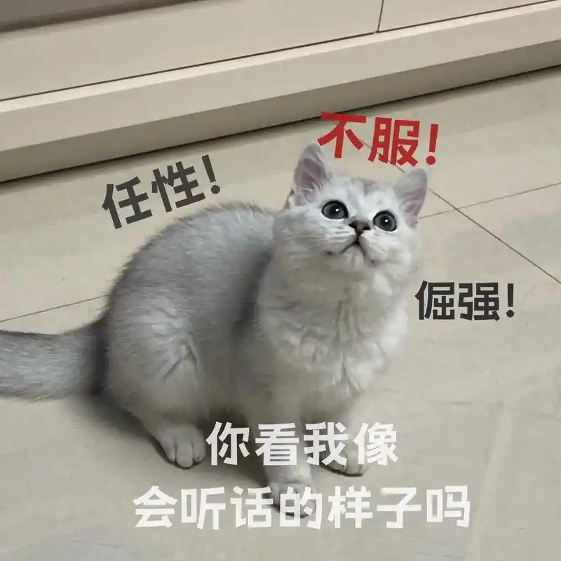 今天是叛逆小猫!#表情包#萌宠出道计划#五一小猪咪-抖音