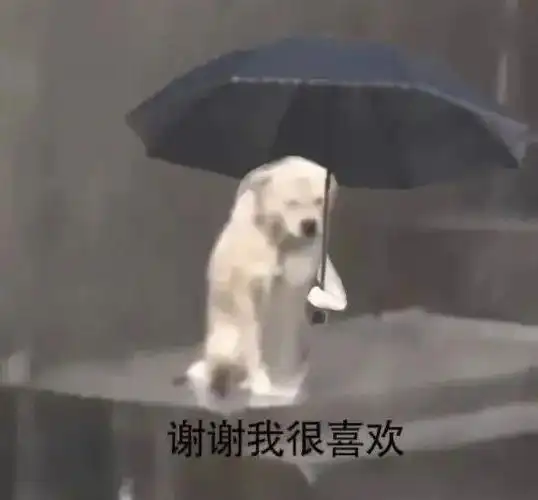 谢谢我很喜欢狗狗淋雨打伞表情包打伞淋雨表情