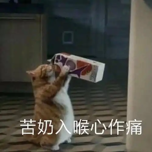 可爱猫猫打滚