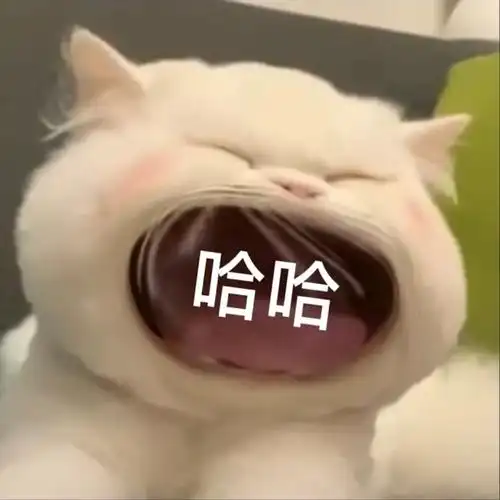 猫咪表情包来了