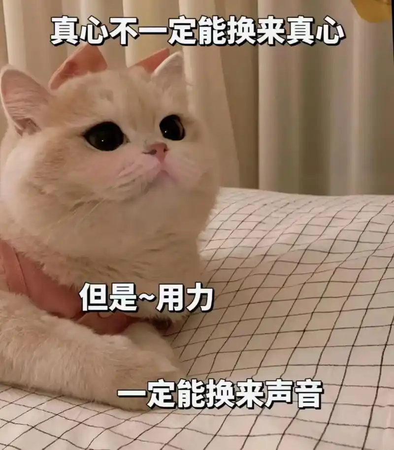 宝我说的对嘛#猫咪表情包#发给对象表情包#表情包#每-抖音